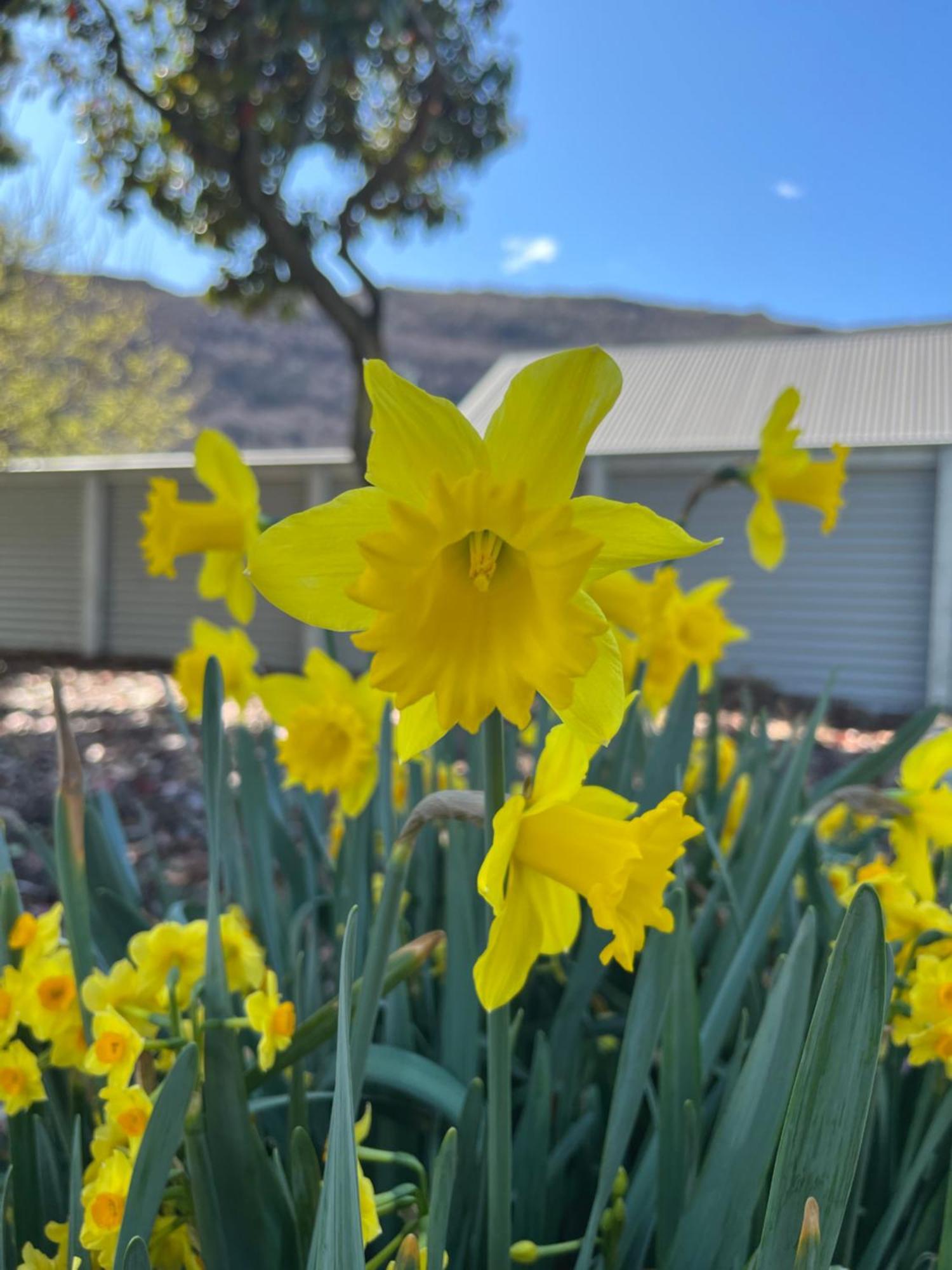 Hampshire Holiday Parks - Arrowtown Bagian luar foto
